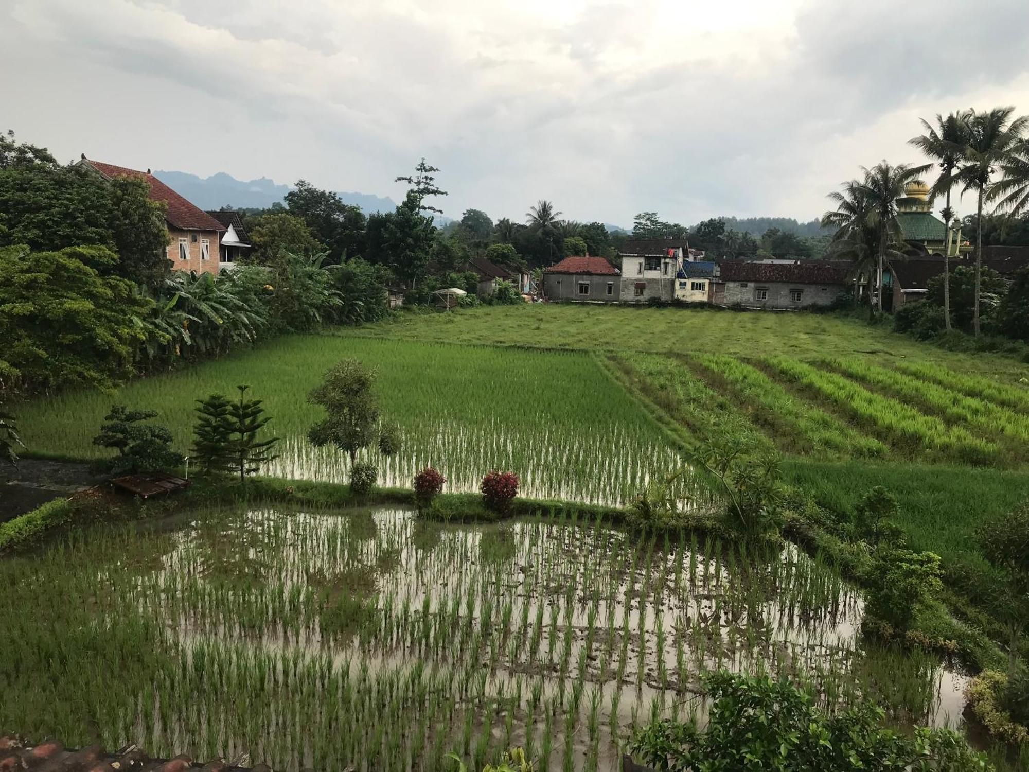 Lotus 2 Guest House Magelang Εξωτερικό φωτογραφία